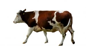 1118843_cow.jpg