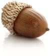 acorn2.jpg