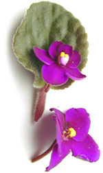 african_violet4.jpg