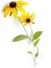 blackeyedsusan2sm.jpg