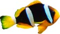 clownfish.jpg