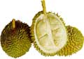 durian.jpg