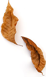 leaf-crumpled-oak4.jpg