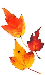 leaves-red-yellow.jpg
