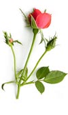 rosebud.jpg