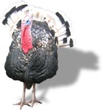 turkey4.jpg