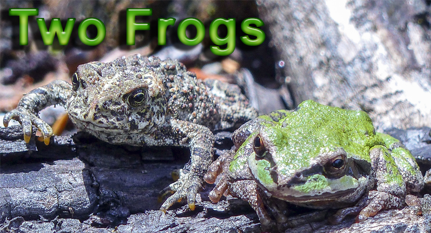 Two Frogs: a story on dealing with discouraging words