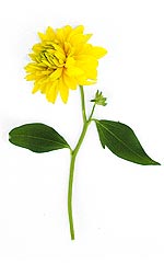 yellowflower.jpg