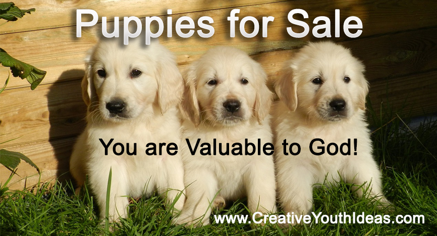 Puppies for Sale